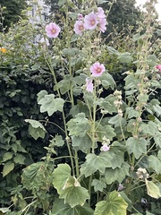 Alcea rosea