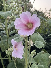 Alcea rosea