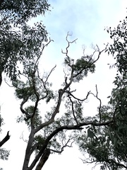 Eucalyptus chloroclada