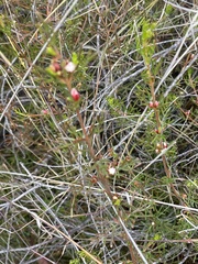 Cyanothamnus occidentalis