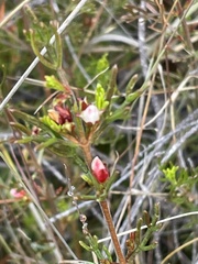 Cyanothamnus occidentalis