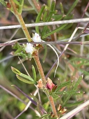 Cyanothamnus occidentalis