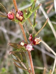 Cyanothamnus occidentalis