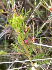 Cyanothamnus occidentalis