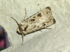 Agrotis ripae