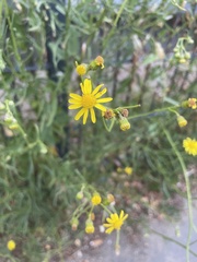 Senecio inaequidens