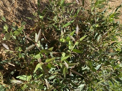 Phillyrea angustifolia image