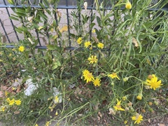 Senecio inaequidens
