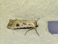 Agrotis ripae