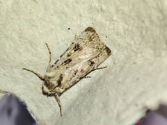 Agrotis ripae
