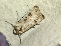 Agrotis ripae