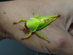 Pseudophyllus neriifolius