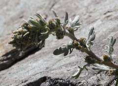 Artemisia umbelliformis