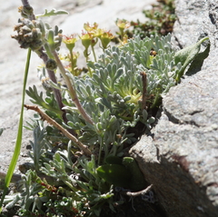 Artemisia umbelliformis