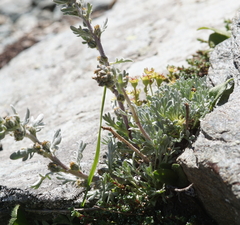 Artemisia umbelliformis