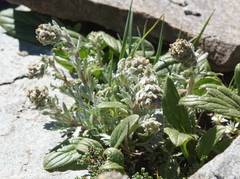 Artemisia umbelliformis