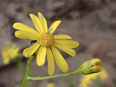 Senecio spanomerus