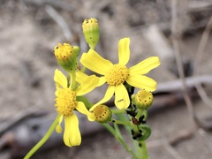 Senecio spanomerus