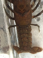 Cambarus unestami