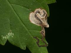 Stigmella speciosa