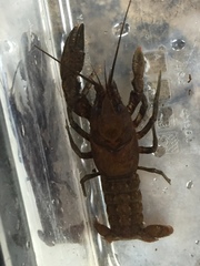 Cambarus unestami