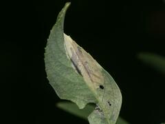 Phyllonorycter pastorella