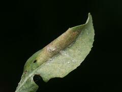 Phyllonorycter pastorella