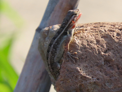 Sceloporus variabilis