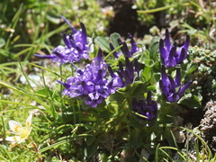 Phyteuma globulariifolium