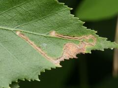 Stigmella continuella