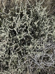 Sclerolaena birchii