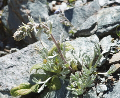 Artemisia umbelliformis