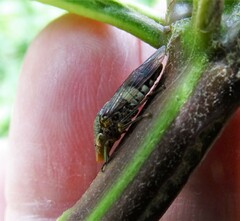 Homalodisca ichthyocephala