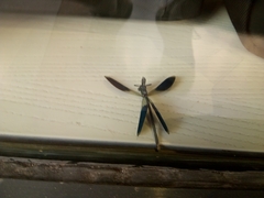 Calopteryx splendens