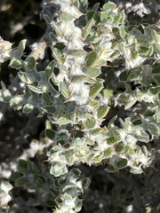 Sclerolaena birchii