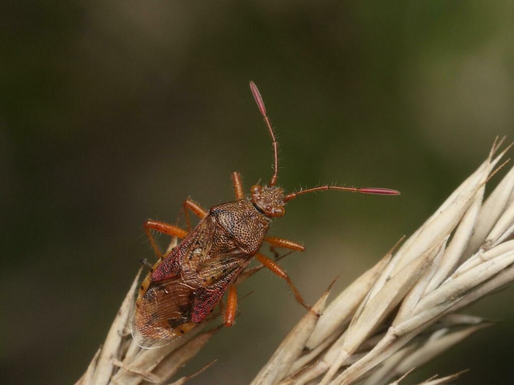 marsh rhopalid