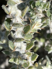 Sclerolaena birchii
