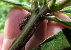 Homalodisca ichthyocephala