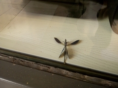 Calopteryx splendens