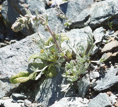 Artemisia umbelliformis