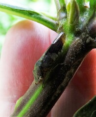 Homalodisca ichthyocephala