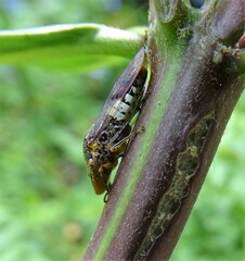 Homalodisca ichthyocephala