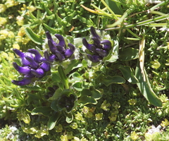 Phyteuma globulariifolium