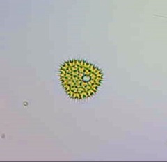 Pseudopediastrum boryanum