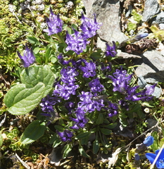 Phyteuma globulariifolium