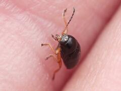 Cryptocephalus ocellatus