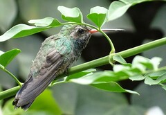 Cynanthus latirostris