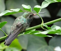 Cynanthus latirostris