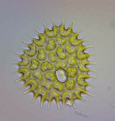 Pseudopediastrum boryanum