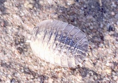 Australiodillo bifrons